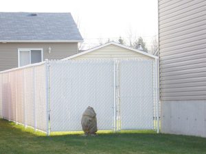 clôture, résidentiel, maille, chaîne, intime, terrain, cour, arrière, porte, barrière, pivotante